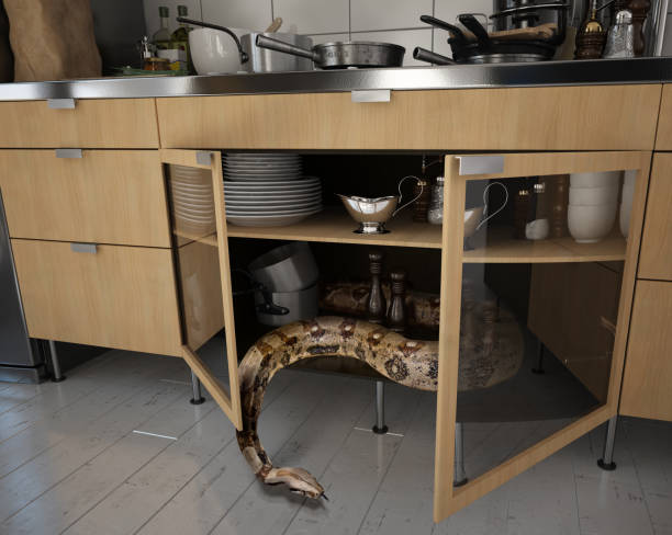 A House Infested with Snakes Dream in Islam