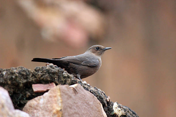 A Little Bird in a House Dream in Hindu