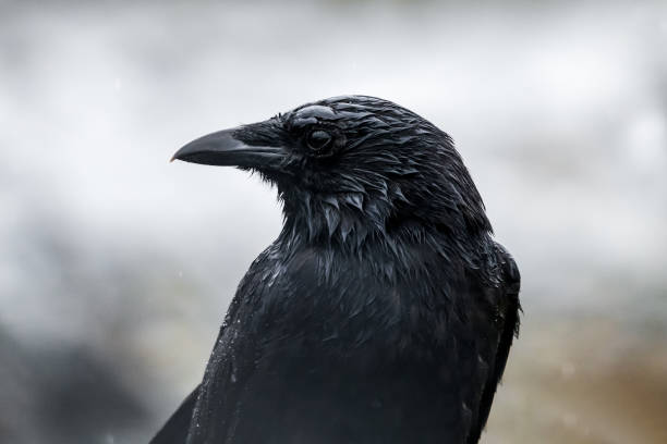 A Dream about a talking crow biblically