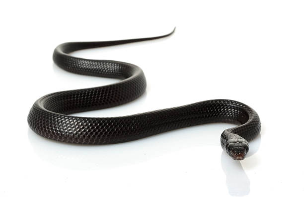 Biblical dream of a black snake