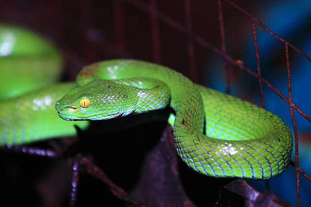 Big Green Snake