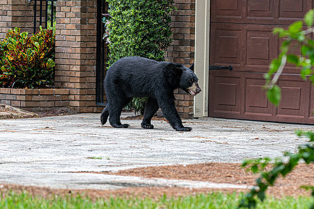 A Bear Trying to Get in the House Dream Biblically