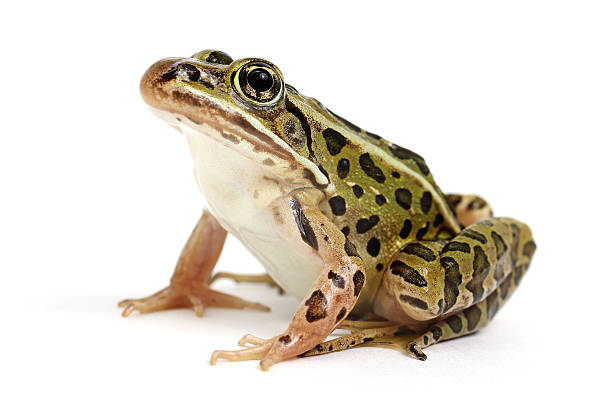 A Frog in Your Room Dream Spiritually