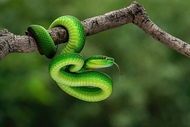A Snake in a Tree Dream in Spiritual