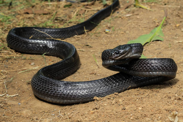 A Dream of a black snake running away in Hinduism