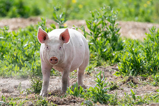 Small Pig Dream in Hindu