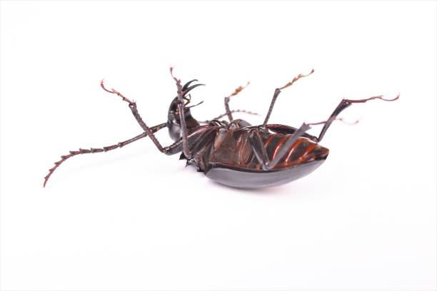 Dream of a dead bug biblically